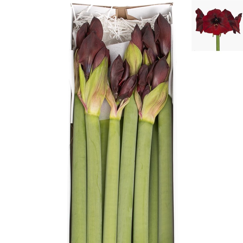 Amaryllis Krt.schwarz Velvet X12