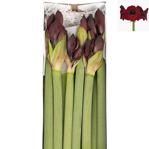 Amaryllis Krt.schwarz Velvet X12