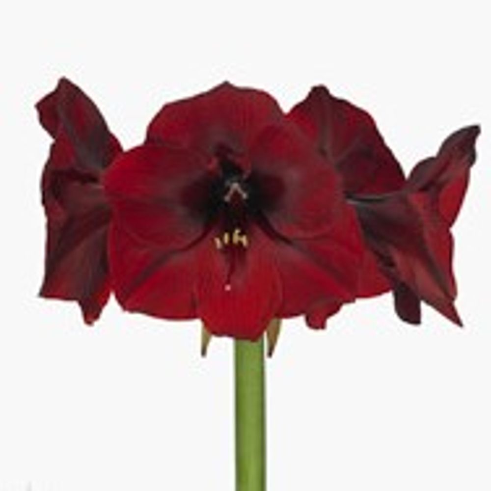 Amaryllis Krt.schwarz Velvet X12