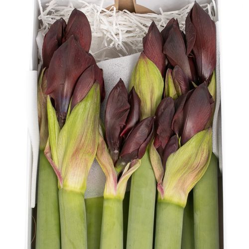 Amaryllis Krt.schwarz Velvet X12