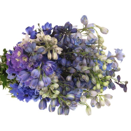 Delphinium mix lila 80cm