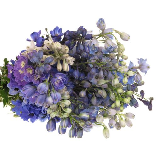 Delphinium mix lila 80cm