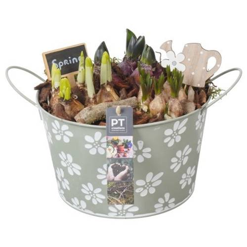 Zwiebel.Arr mix PTBM3763 T22 H021