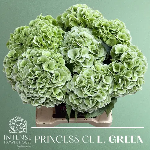 Hortensie hell grün Royal Princess cl Bol 16cm 40cm