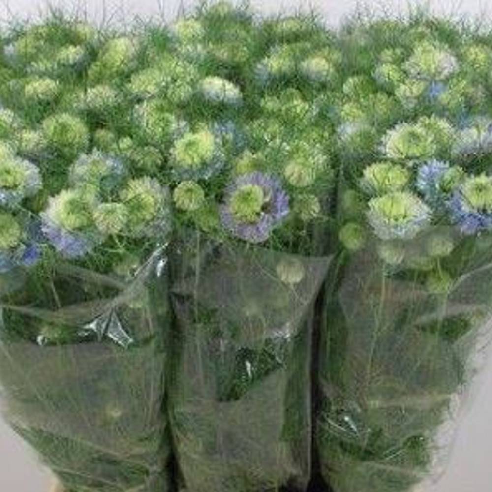 Nigella hell blau 70cm