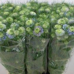 Nigella hell blau 70cm
