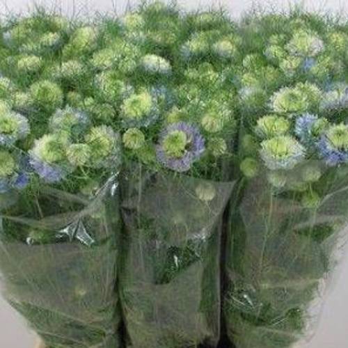 Nigella hell blau 70cm
