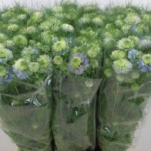 Nigella hell blau 70cm