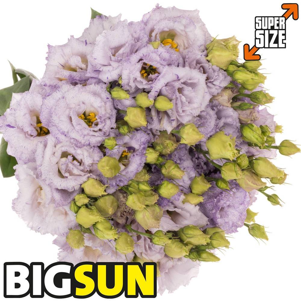 Lisianthus milka Corelli Bigsun 5+Bl.7