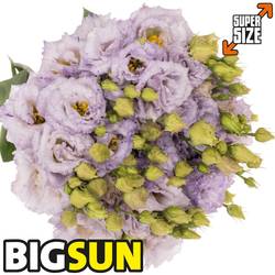Lisianthus milka Corelli Bigsun 5+Bl.7