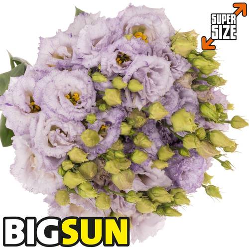 Lisianthus milka Corelli Bigsun 5+Bl.7