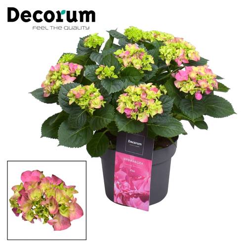 Hortensie rosa 7+Bl. T23 H045