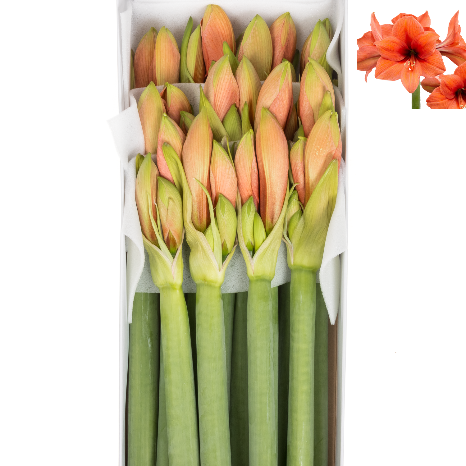 Amaryllis Krt.lachs Desiree x 18