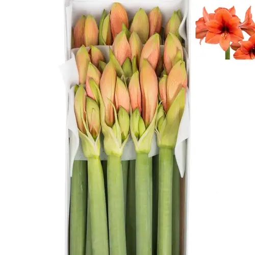 Amaryllis Krt.lachs Desiree x 18