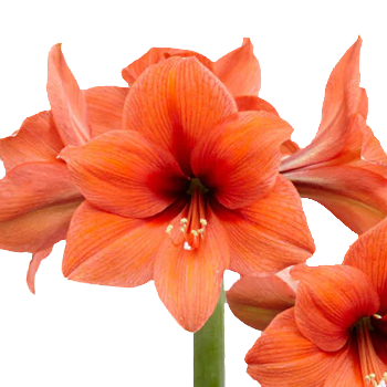 Amaryllis Krt.lachs Desiree x 18