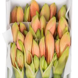 Amaryllis Krt.lachs Desiree x 18