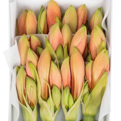 Amaryllis Krt.lachs Desiree x 18