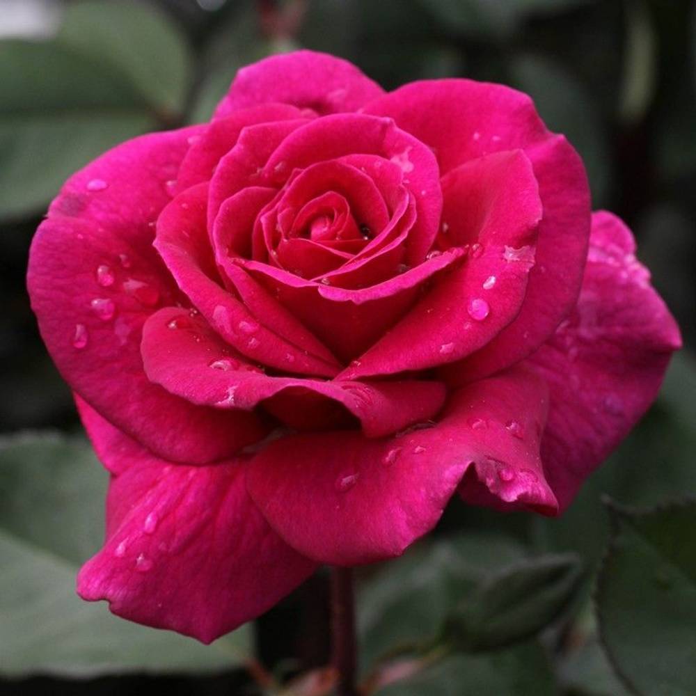 Rose Patio fuchsia Blackberry Nipp Duftend T14 H010