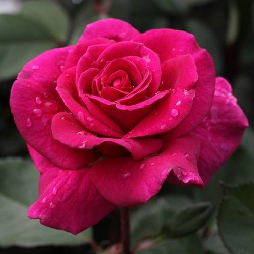 Rose Patio fuchsia Blackberry Nipp Duftend T14 H010