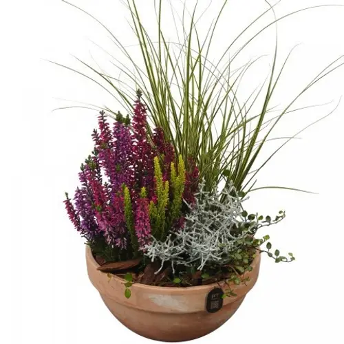 Garten.Arr PTHO7693 Herbst T19 H045
