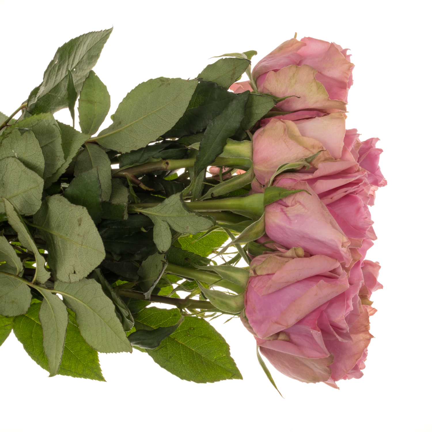 Rose rosa Annakyra 50cm