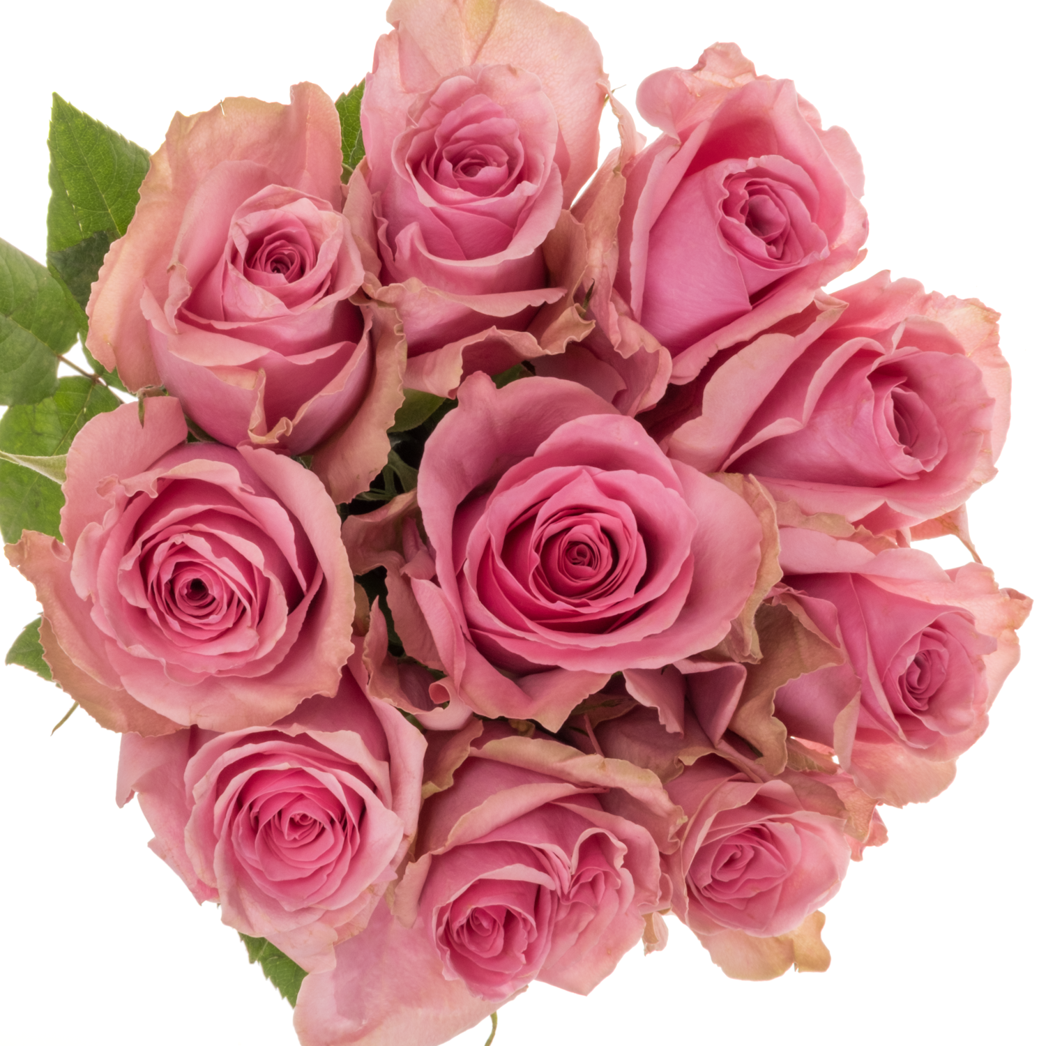 Rose rosa Annakyra 50cm