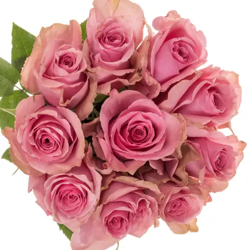Rose rosa Annakyra 50cm