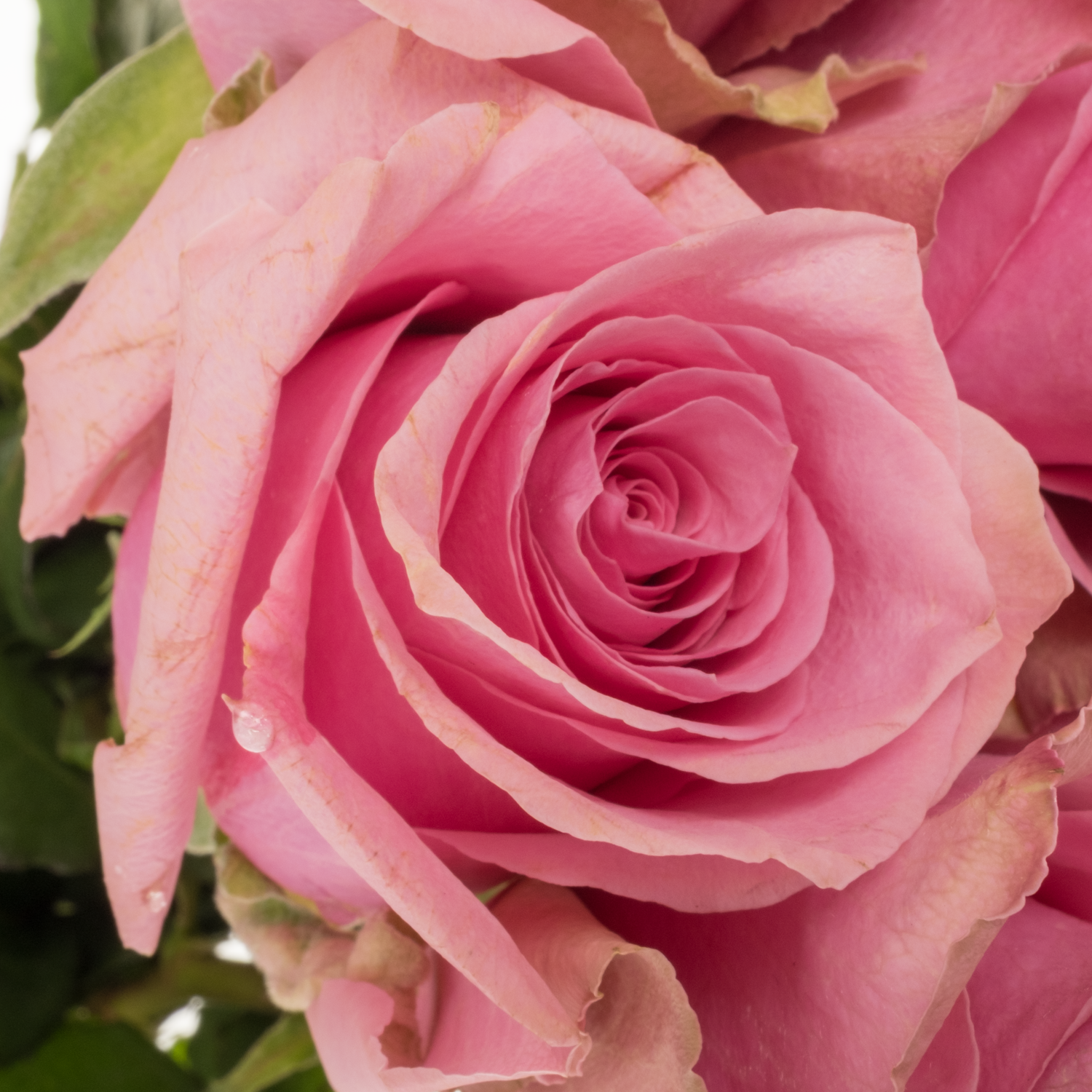 Rose rosa Annakyra 50cm