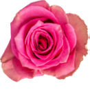 Rose rosa Annakyra 50cm