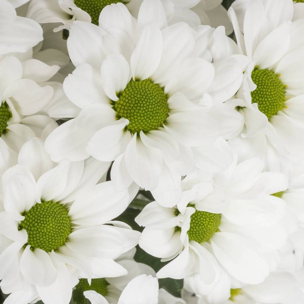 Santini weiss Lassie 1000Gramm 55cm Weihnachtangebot