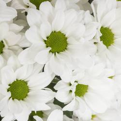 Santini weiss Lassie 1000Gramm 55cm Weihnachtangebot