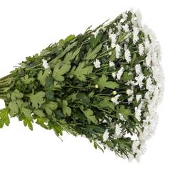 Santini weiss Lassie 1000Gramm 55cm Weihnachtangebot