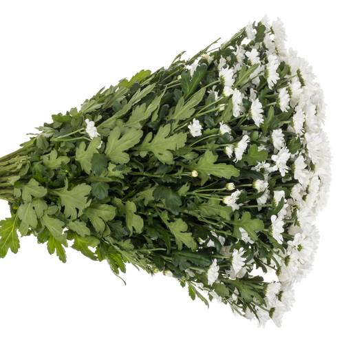 Santini weiss Lassie 1000Gramm 55cm Weihnachtangebot