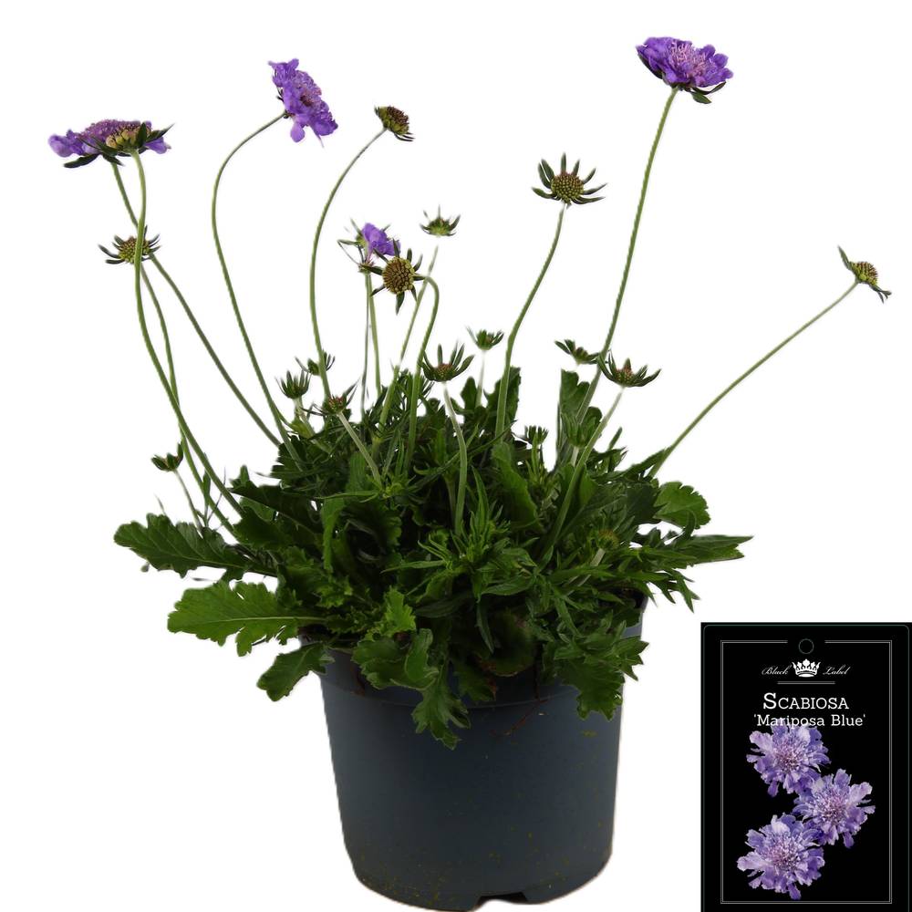 Scabiosa Mariposa T19 H055