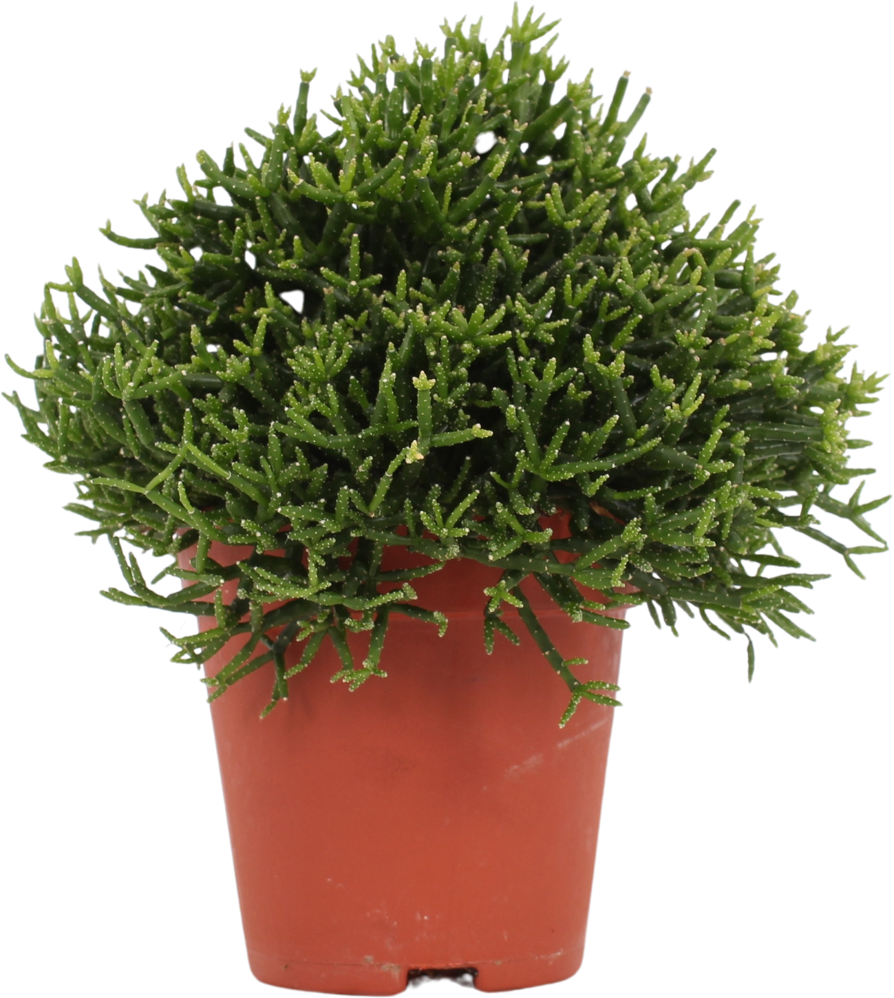 Hatiora grün T8 H15
