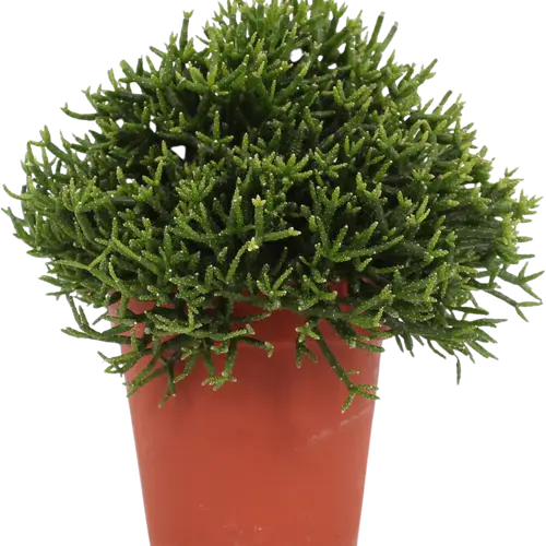 Hatiora grün T8 H15