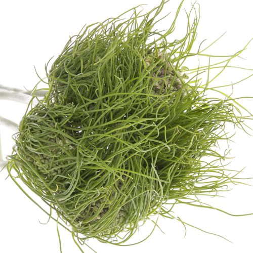 Allium grün Catweazle 65cm