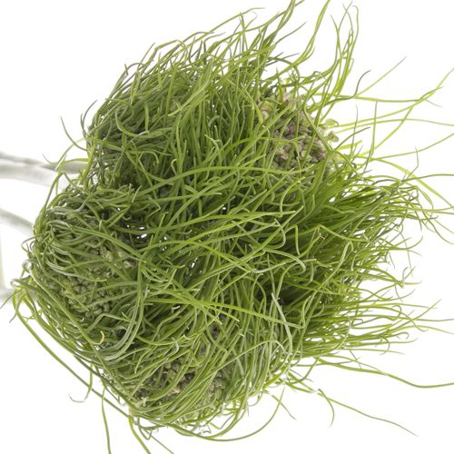 Allium grün Catweazle 65cm