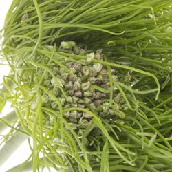 Allium grün Catweazle 65cm