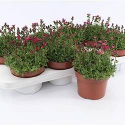 Saxifraga Alpino fuchsia T13 H015