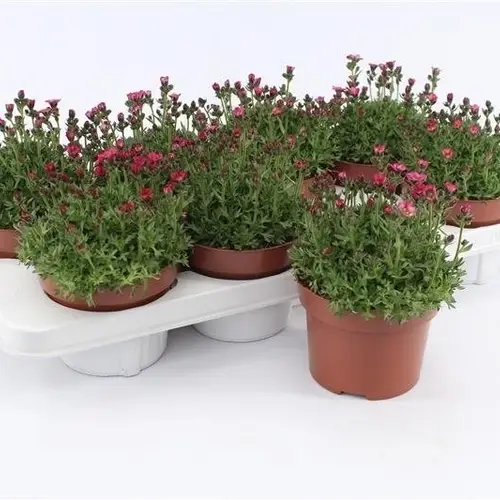 Saxifraga Alpino fuchsia T13 H015