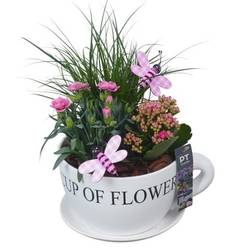 Garten.Arr PTPP7061 T24 H036