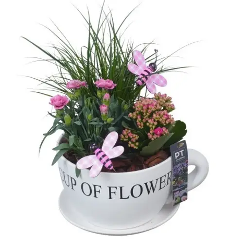 Garten.Arr PTPP7061 T24 H036