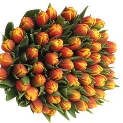 Tulpe rot/gelb doppel Shell 32 Gramm