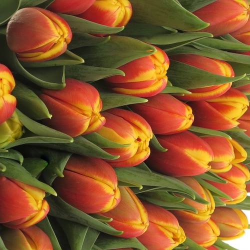 Tulpe rot/gelb doppel Shell 32 Gramm