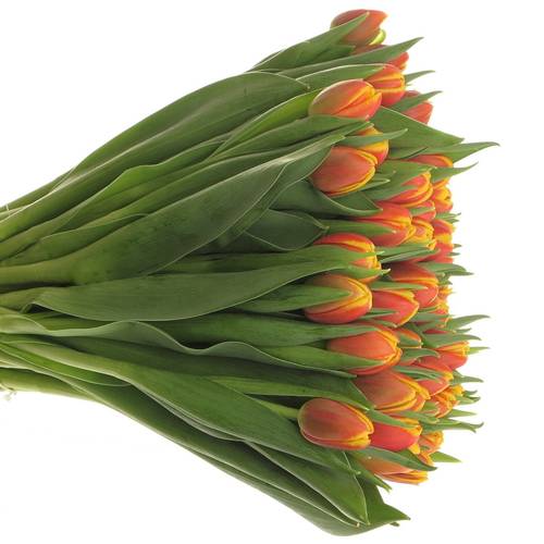 Tulpe rot/gelb doppel Shell 32 Gramm