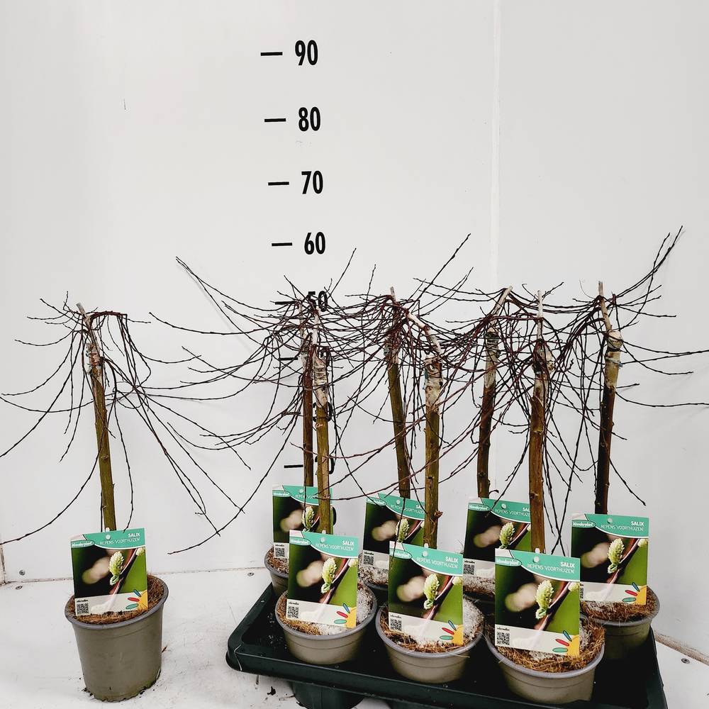 Salix Repens Voorthuizen T14 H050