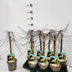 Salix Repens Voorthuizen T14 H050