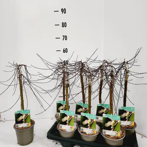 Salix Repens Voorthuizen T14 H050