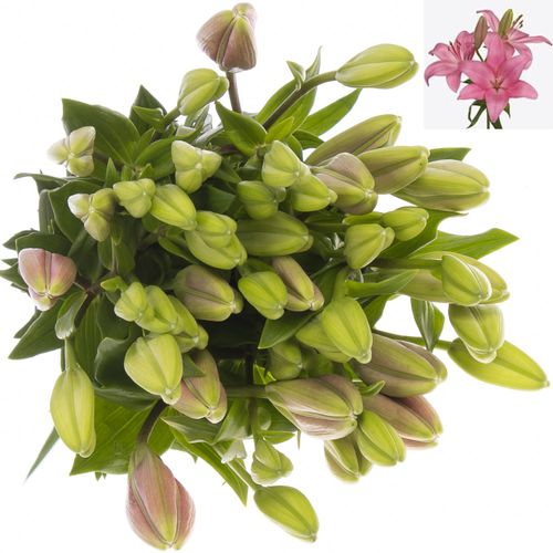Lilie asiatisch rosa Arriba 4+Blüte 80cm
